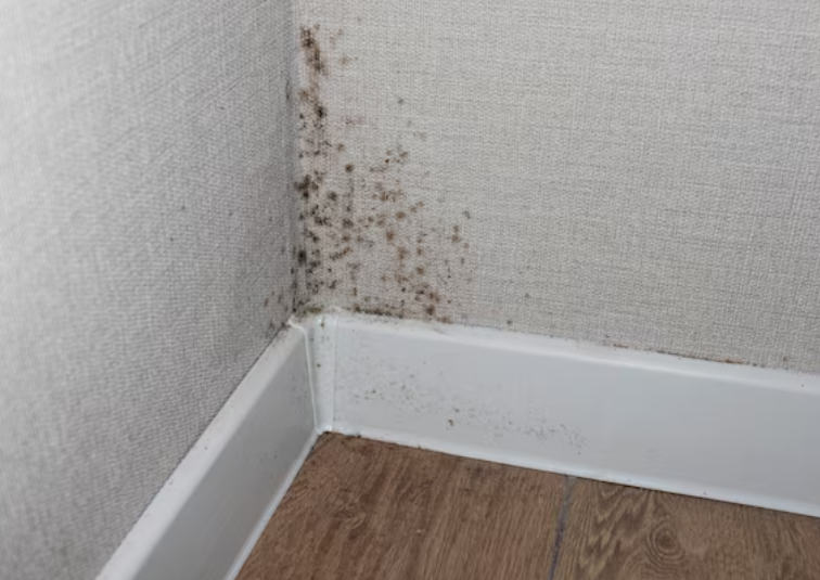 Mold from condensation on the walls corner in the room