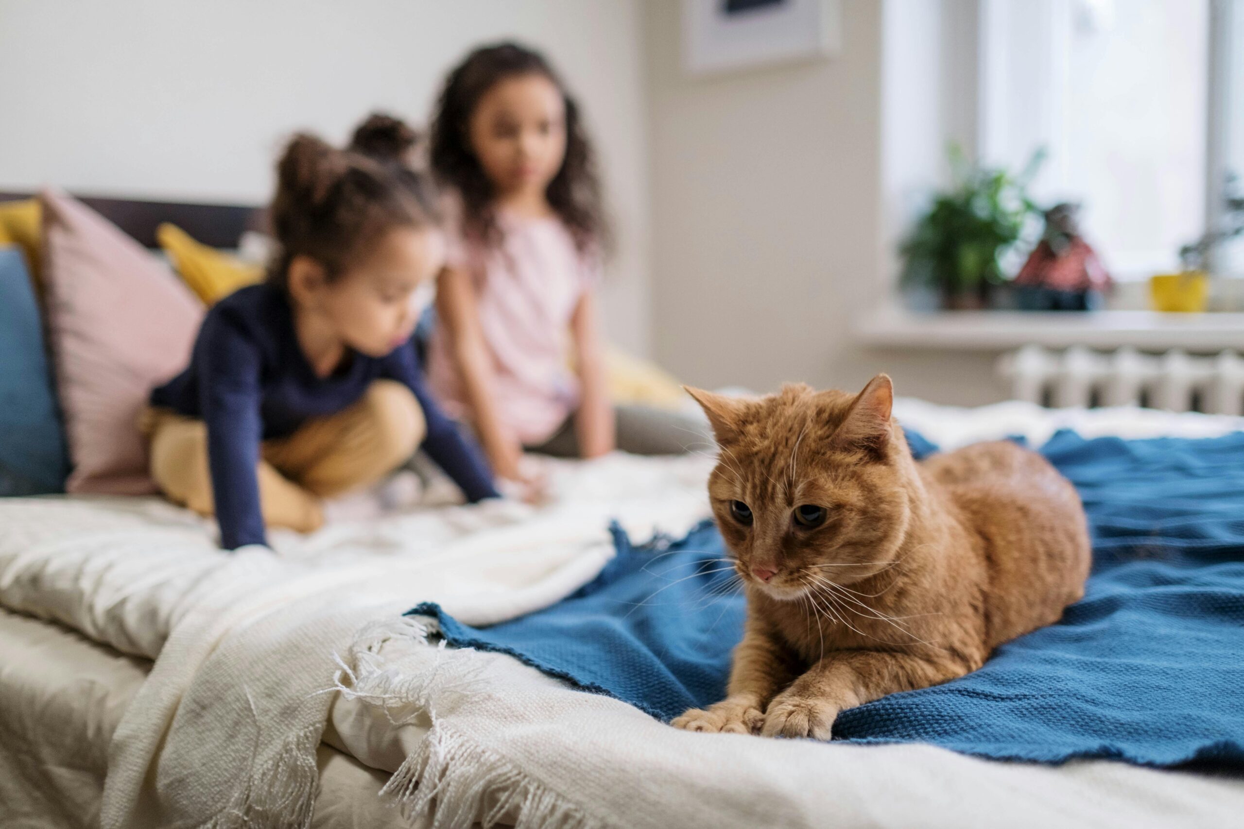 Orange Tabby Cat on the Bed with 2 female kids